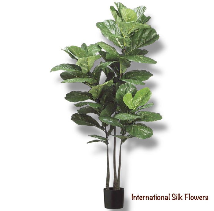 5.8' Natural Looking Fiddle Leaf Fig Plant ( LPL239-GR )