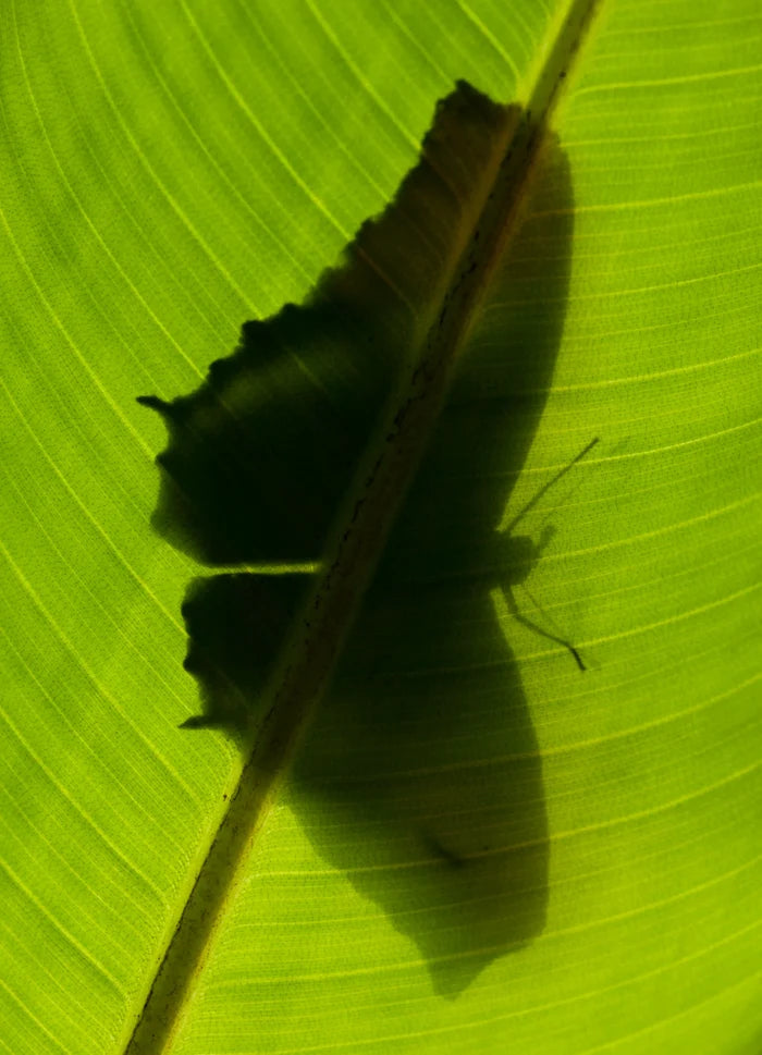 Banana Leaf Candle