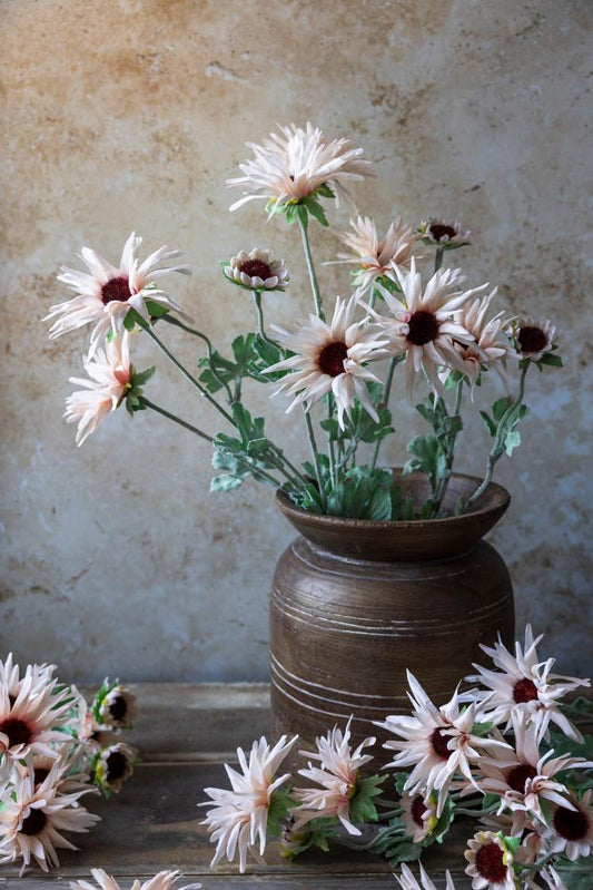 Chrysanthemum- Blush