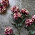 Chrysanthemum- Sunset