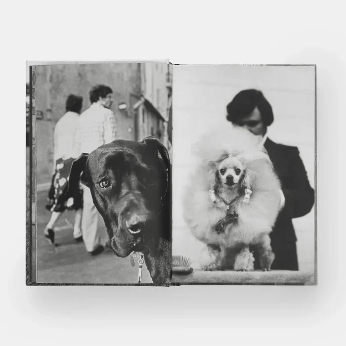 DogDogs