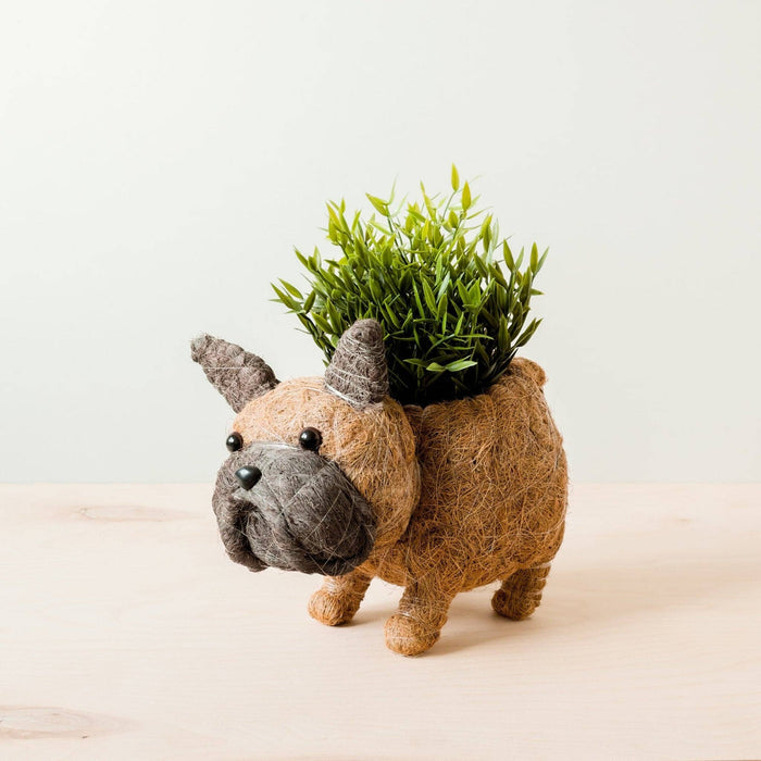 French Bulldog Planter - Coco Coir Pots | LIKHÂ