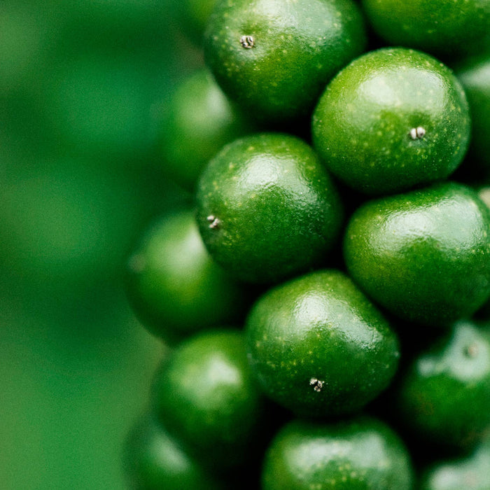 Fresh White Pepper