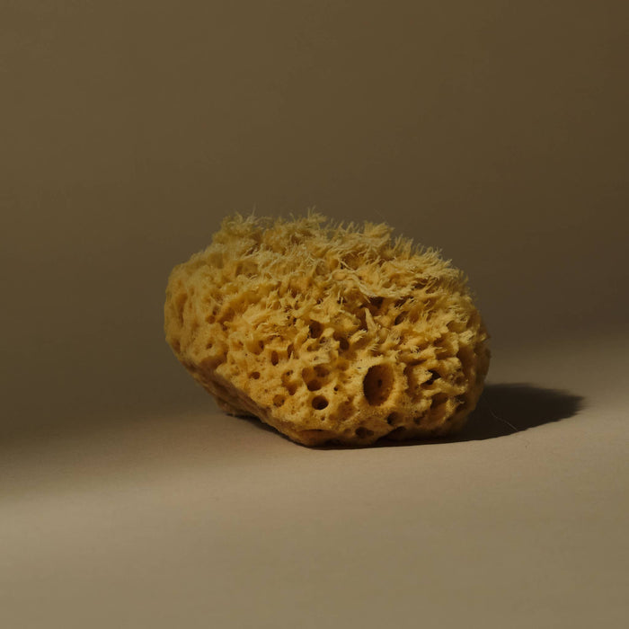 Medium Sea Sponge (4–5”)