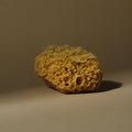 Medium Sea Sponge (4–5”)