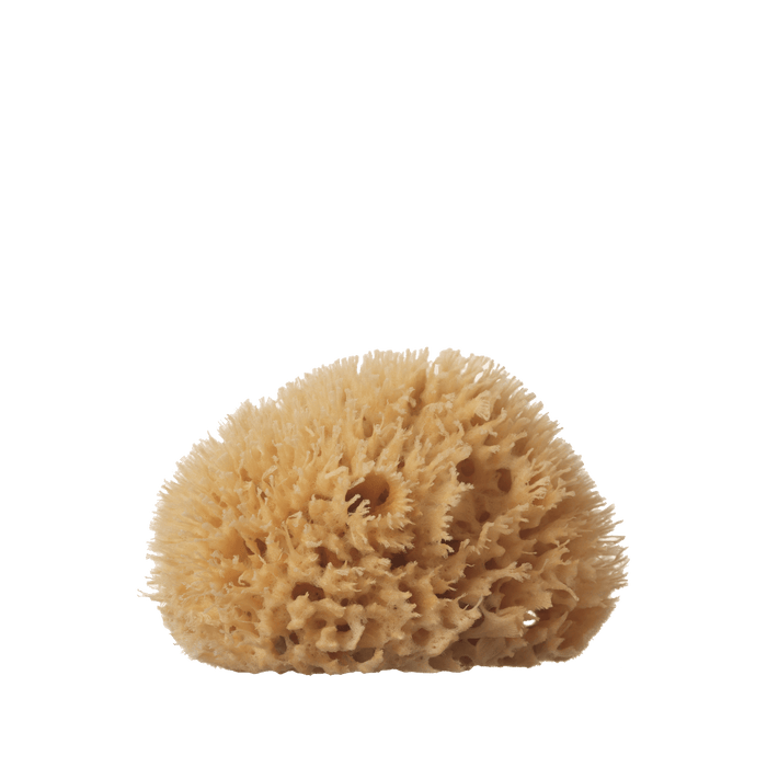Medium Sea Sponge (4–5”)
