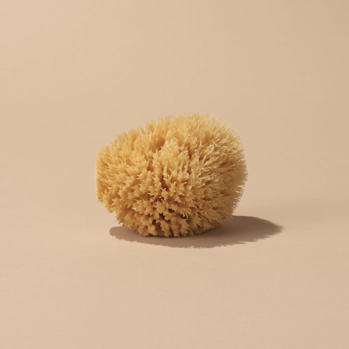 Medium Sea Sponge (4–5”)