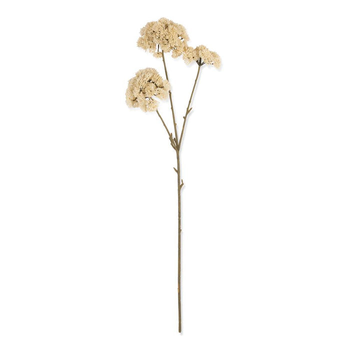 Sedum- Cream