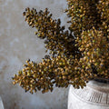 Sorghum Stem-Umber