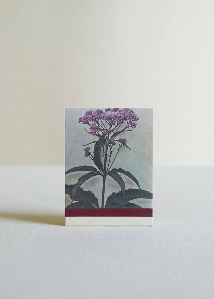 Wild Pink (Silene caroliniana) Botanical Matches